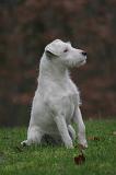 PARSON RUSSEL TERRIER 261